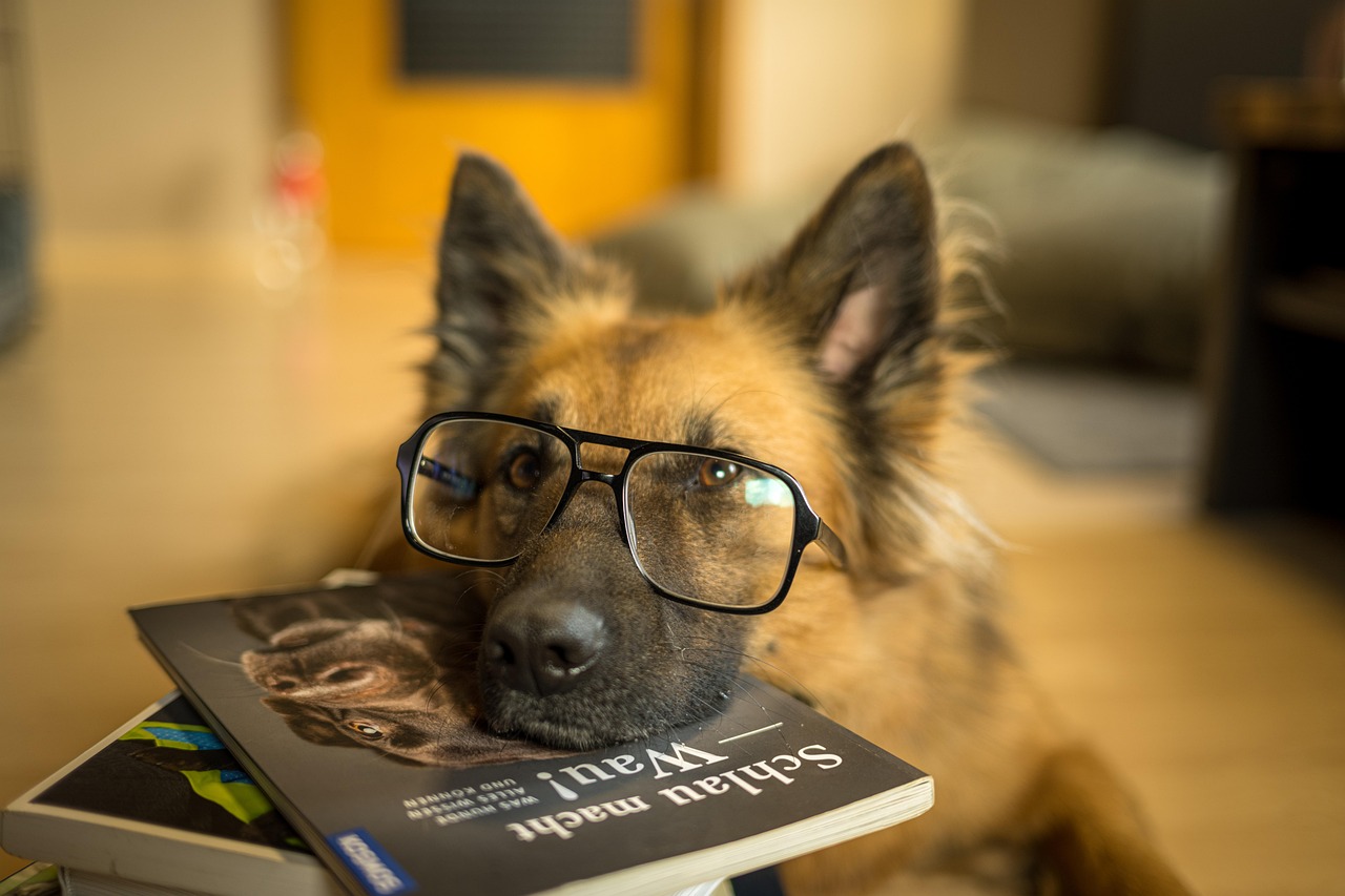 kennis-over-honden