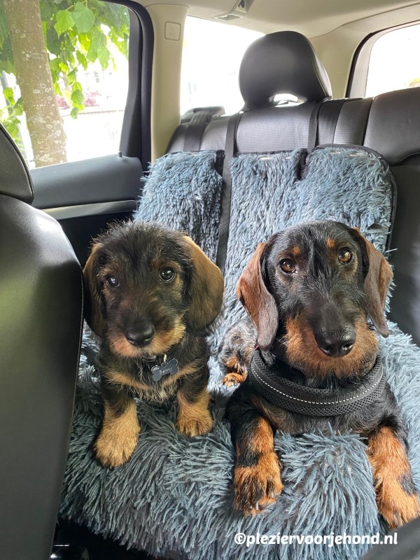 tony en benny by CeeCee autostoel Teckels Tony en Benny zitten in de By CeeCee hondenautostoel in de kleur grijs.