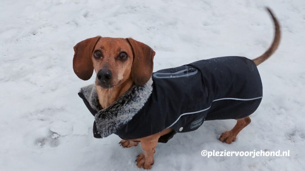 Teckel Zosia draagt een zwarte hondenjas van Wolters, speciaal voor honden met een lange rug