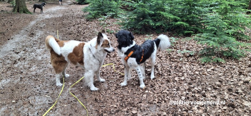 jelle met sleeplijn in contact met hond Jelle heeft het gevoel van vrijheid aan de 10 meter sleeplijn, waardoor contact met andere honden meer ontspannen verloopt dan aan een korte lijn.