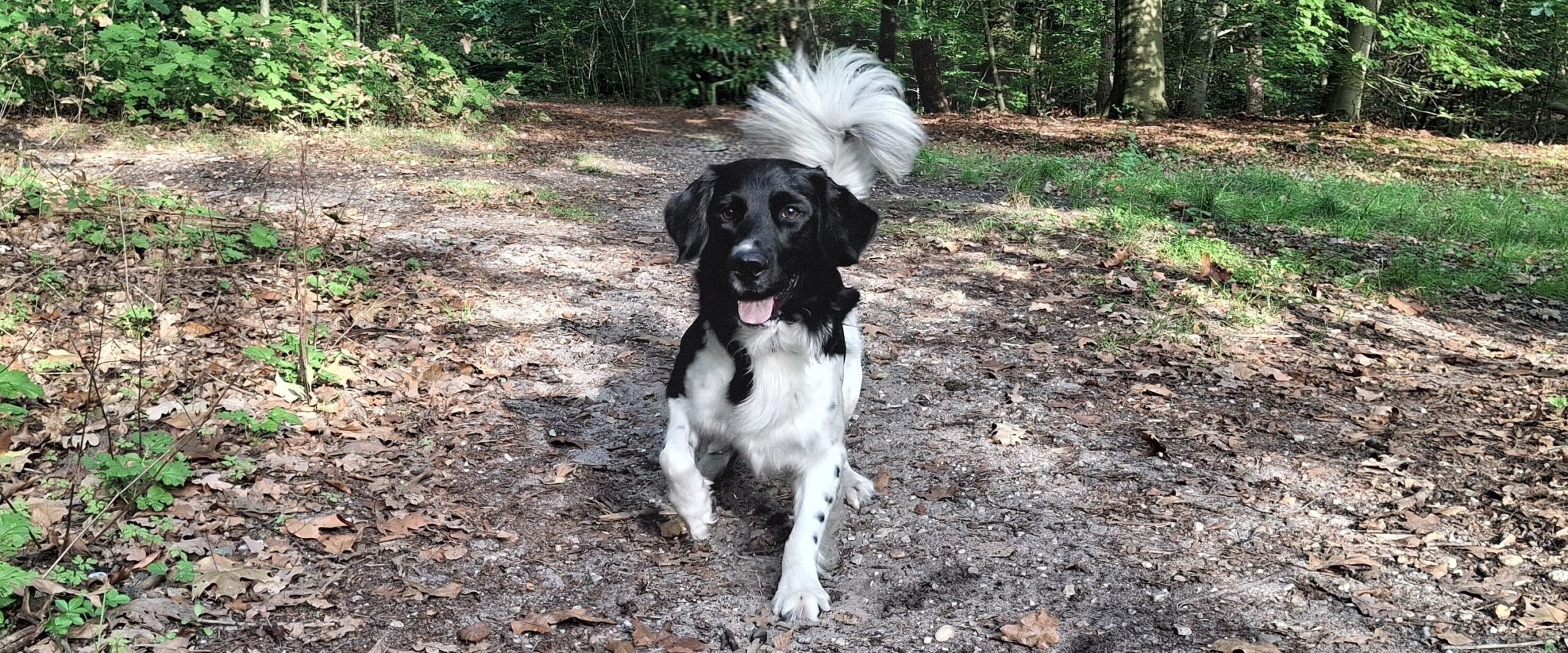 plezier voor je hond
