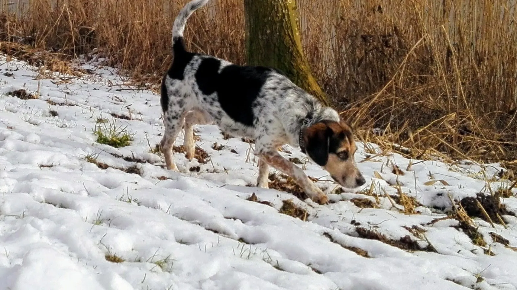 snuffelen door je hond