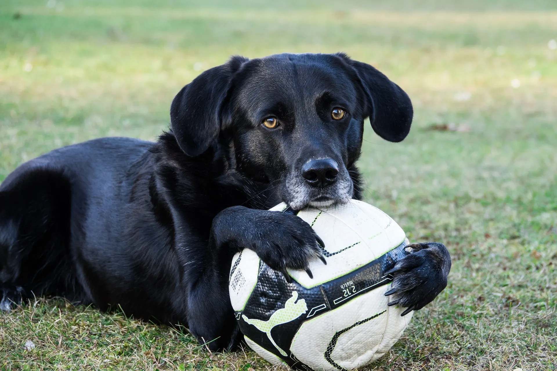 Waarom langdurig een bal gooien niet zo goed is voor een hond
