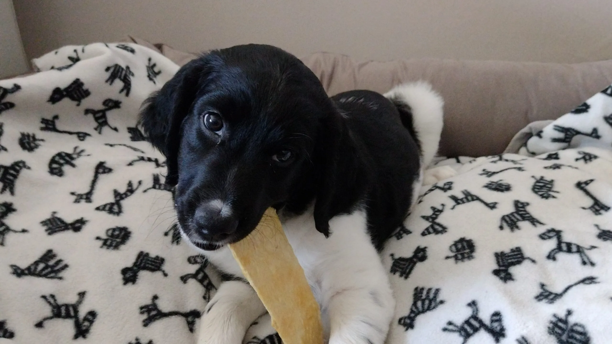 kauwsnacks voor pups