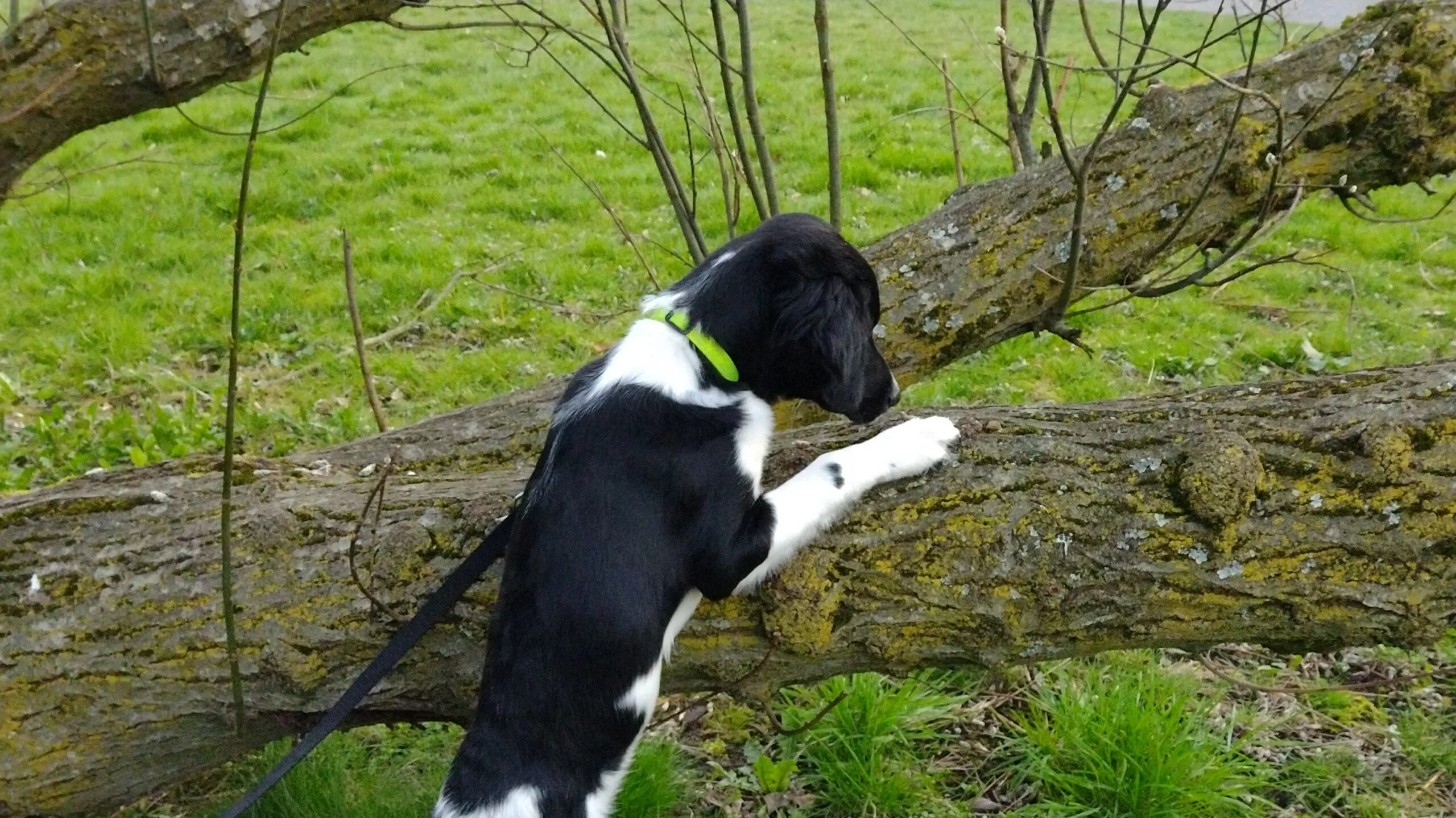 De wandelingen leuker en uitdagender maken voor je hond