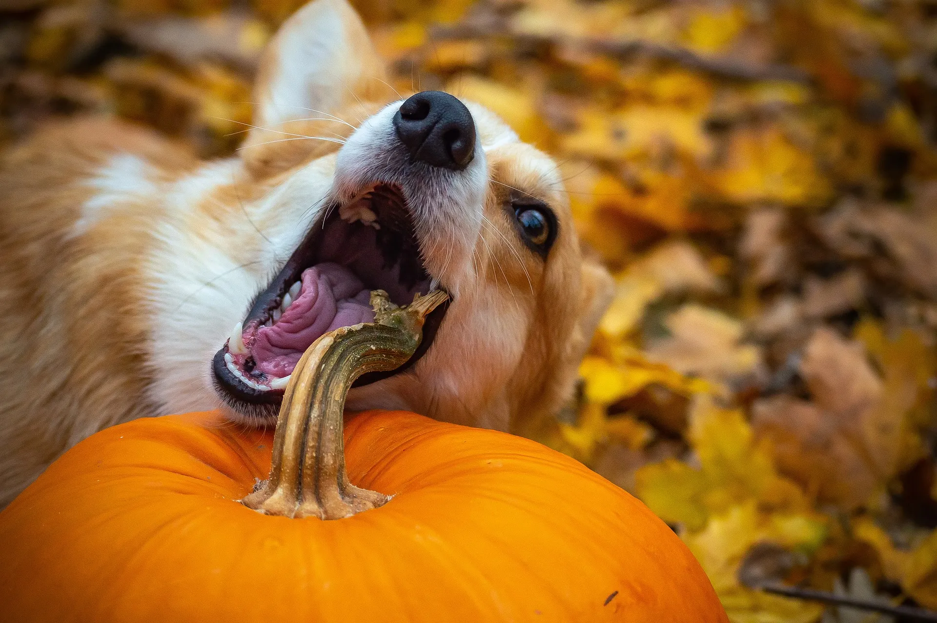 welke groenten zijn gezond voor honden?