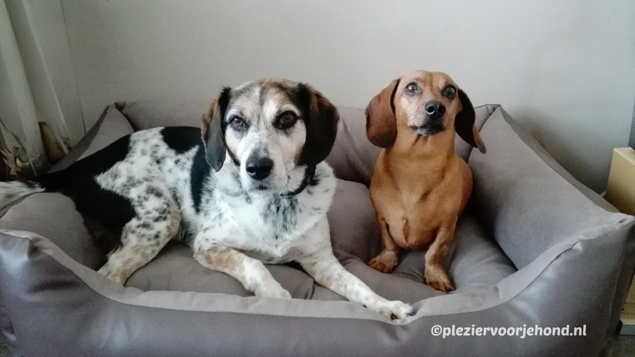 Zosia en Rim in hun Beeztees hondenmand - ervaring met de beste hondenmanden van pleziervoorjehond.nl