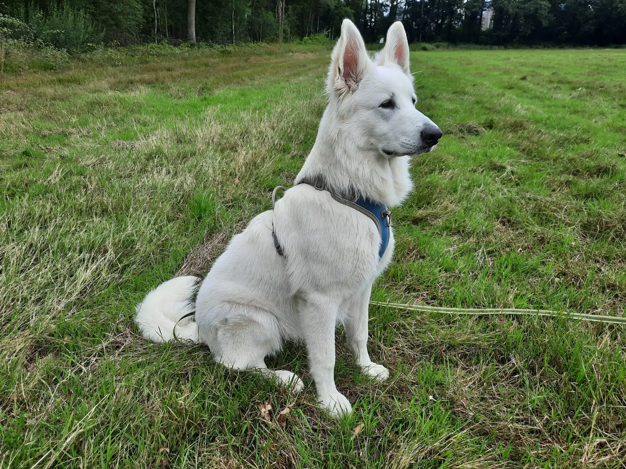 Hond in een goed passend Y-tuig tijdens een wandeling – vooraanzicht met Y-vorm op het borstbeen