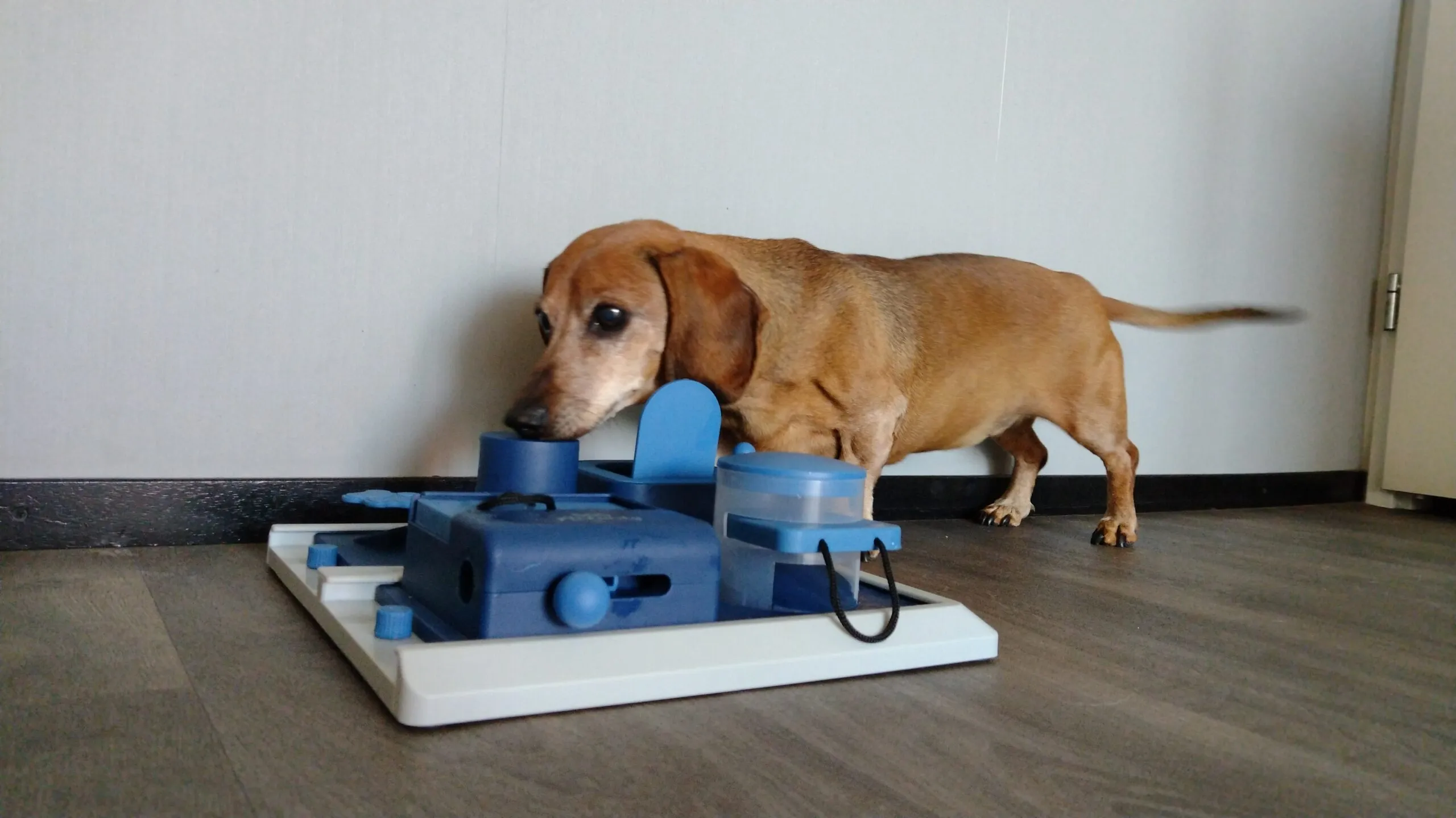 de beste en leukste hondenpuzzels