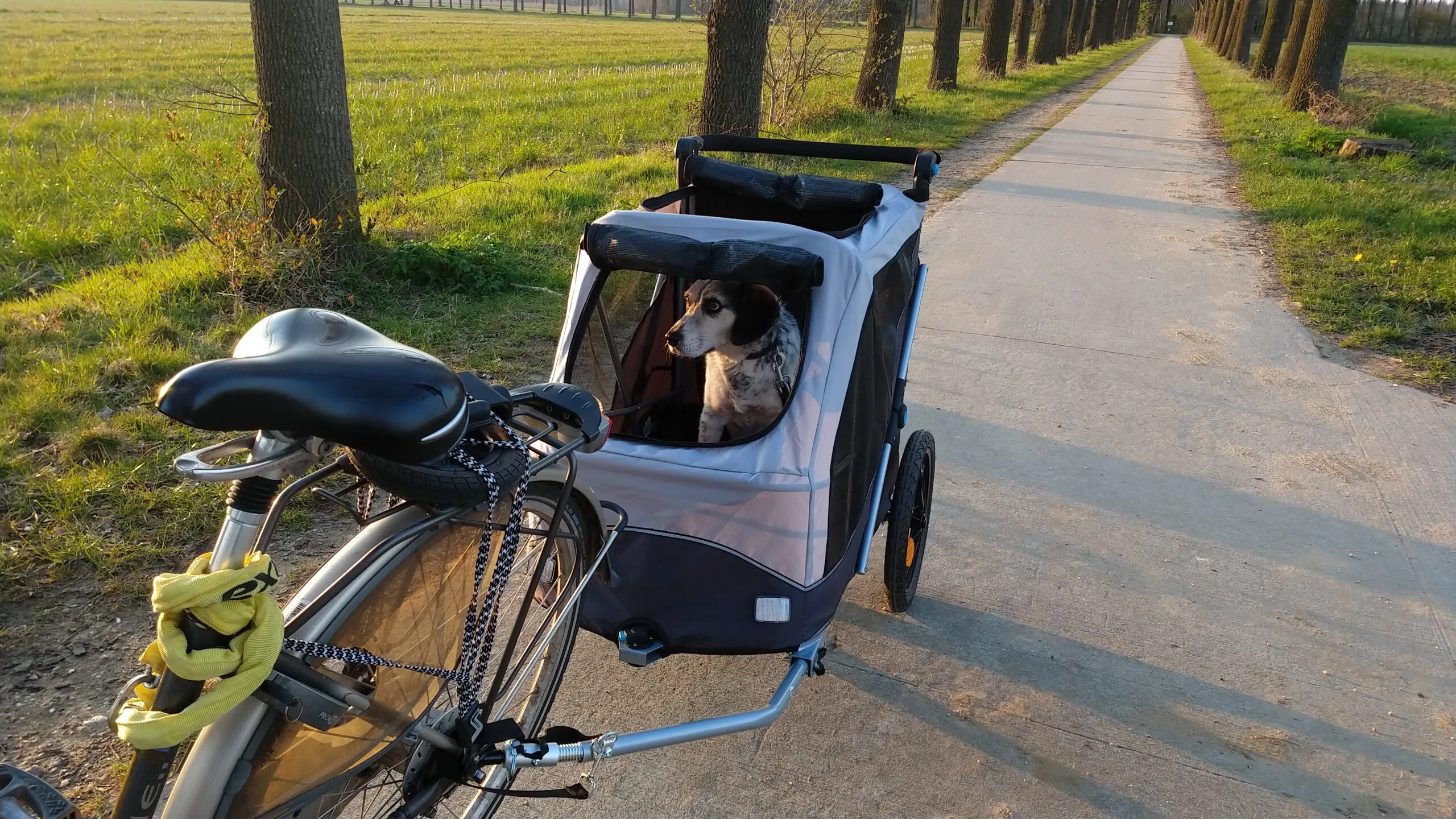 Hond Rim in de Trixie fietskar – Onderzoek naar de beste hondenfietskarren