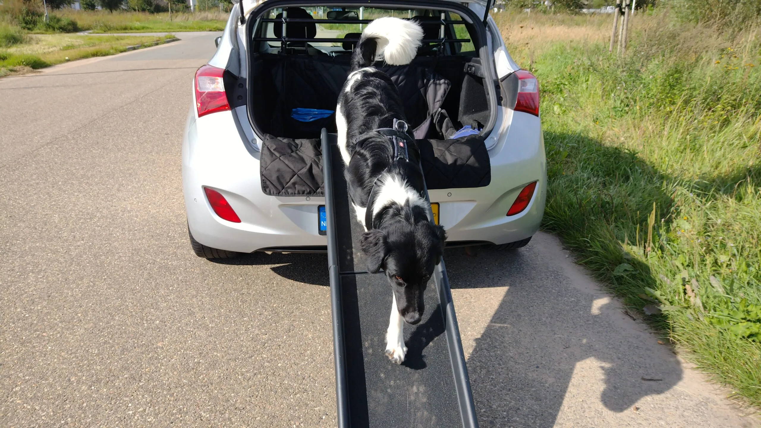 de beste hondenloopplanken