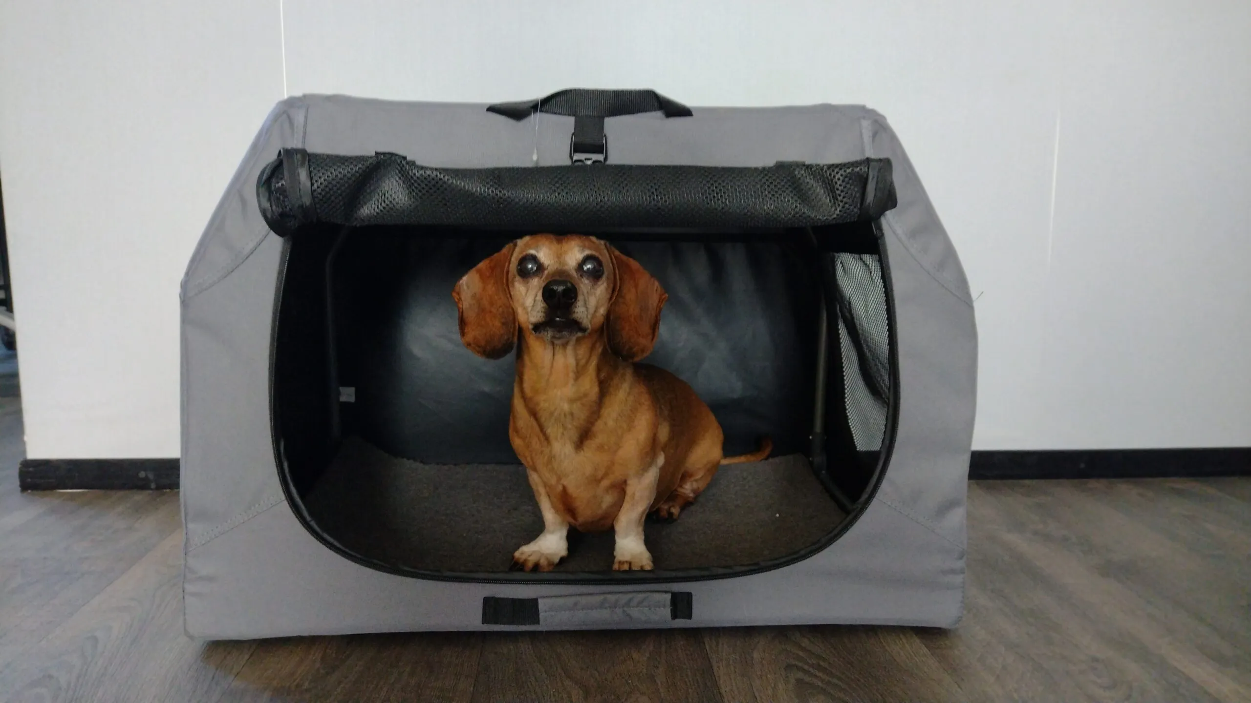 Zosia, mijn teckel, in de Trixie reisbench.
