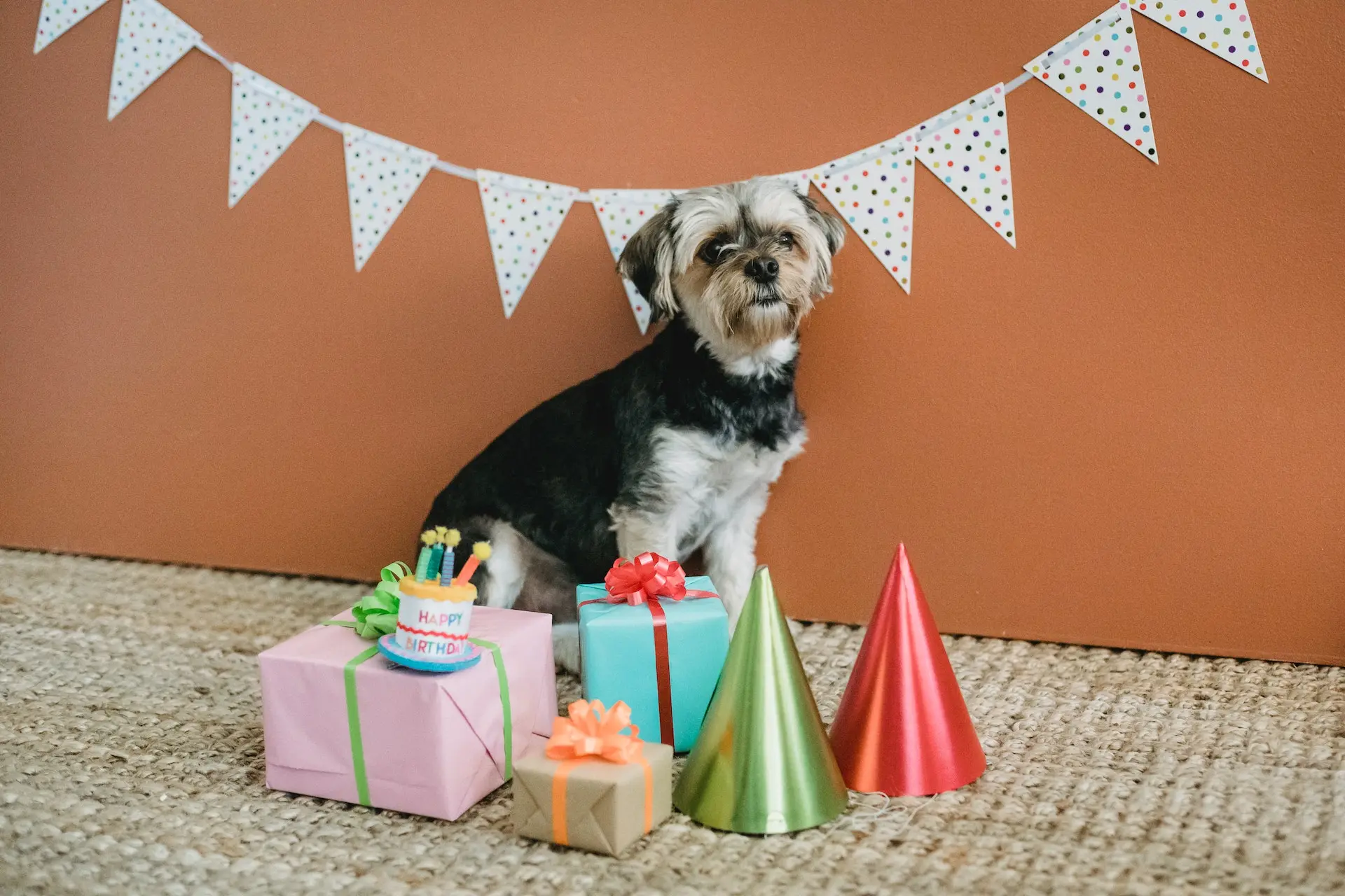 De leukste artikelen voor de verjaardag van je hond