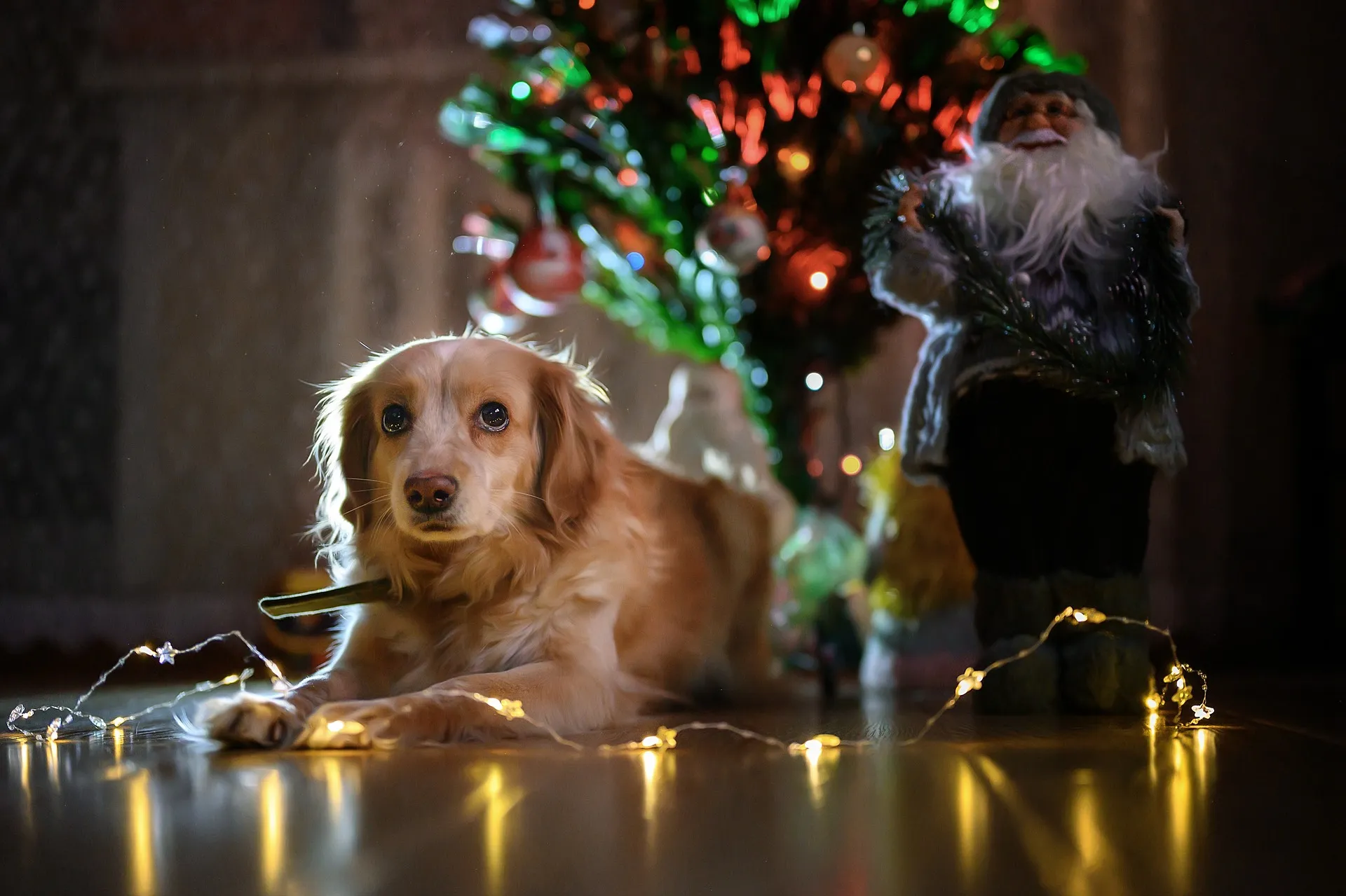 kerst vieren met je hond