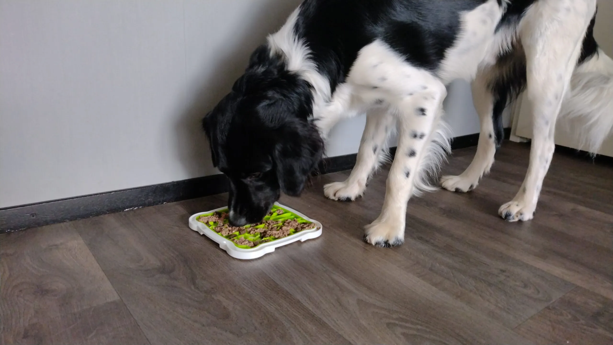 de beste likmatten voor je hond