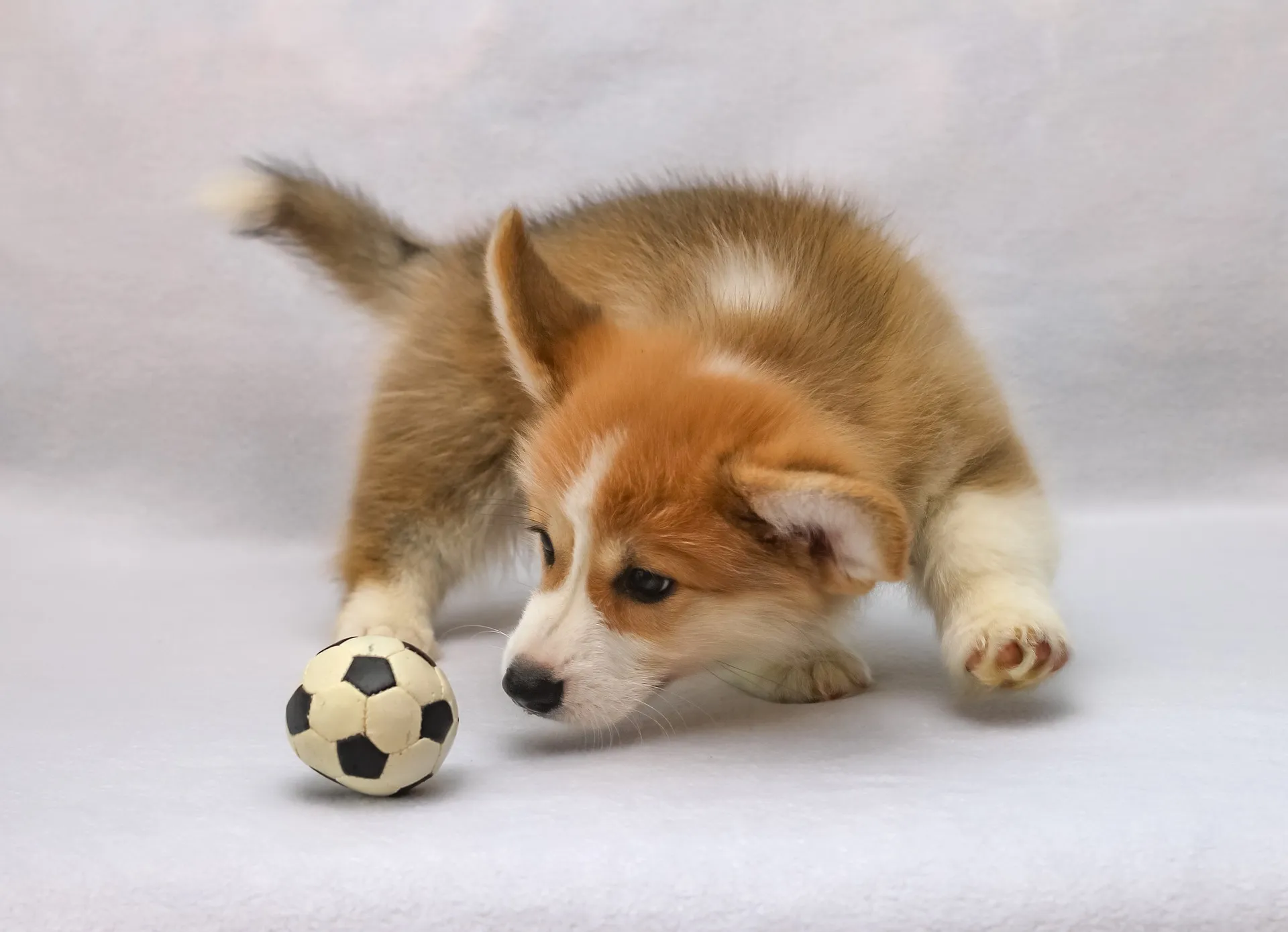 het leukste en beste puppyspeelgoed