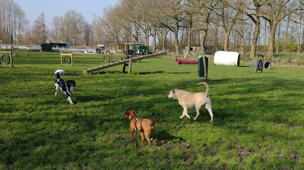 hondenspeeltuin midden-drenthe beilen