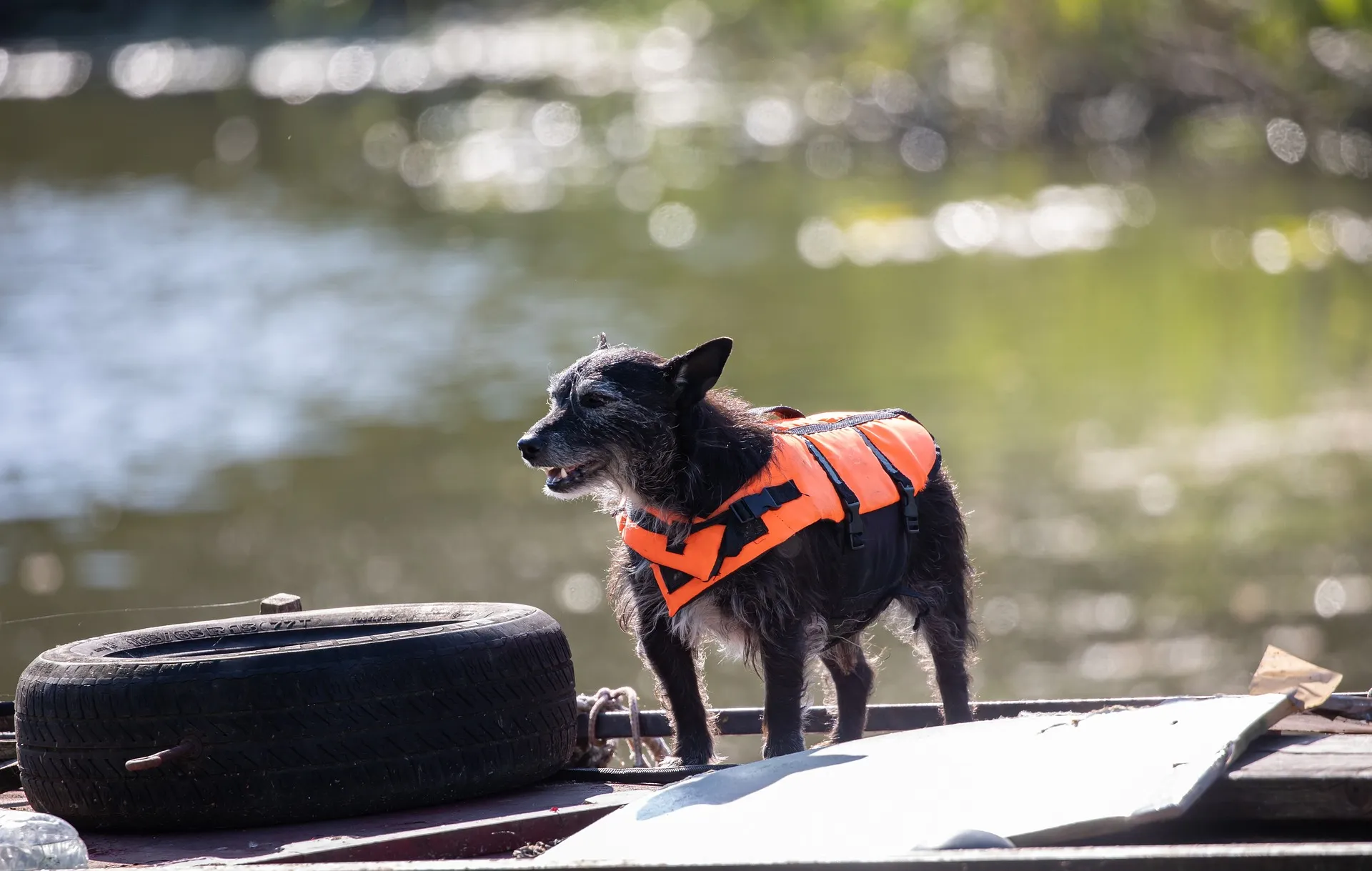 zwemvest voor honden