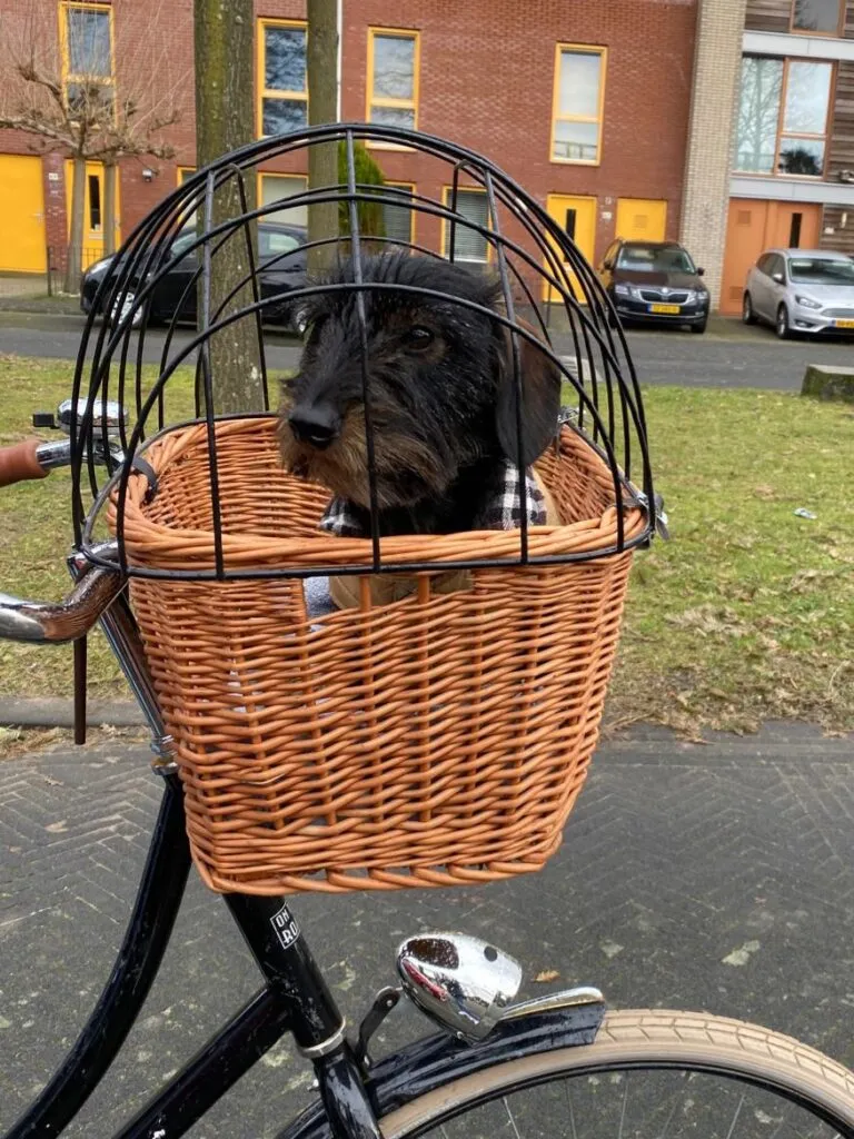 fietsmand voorop