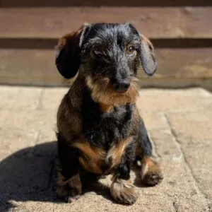 testpanellid en fotomodel Moustache testpanellid en fotomodel Moustache