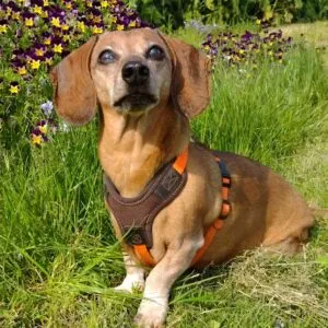 testpanellid en fotomodel Zosia testpanellid en model Zosia