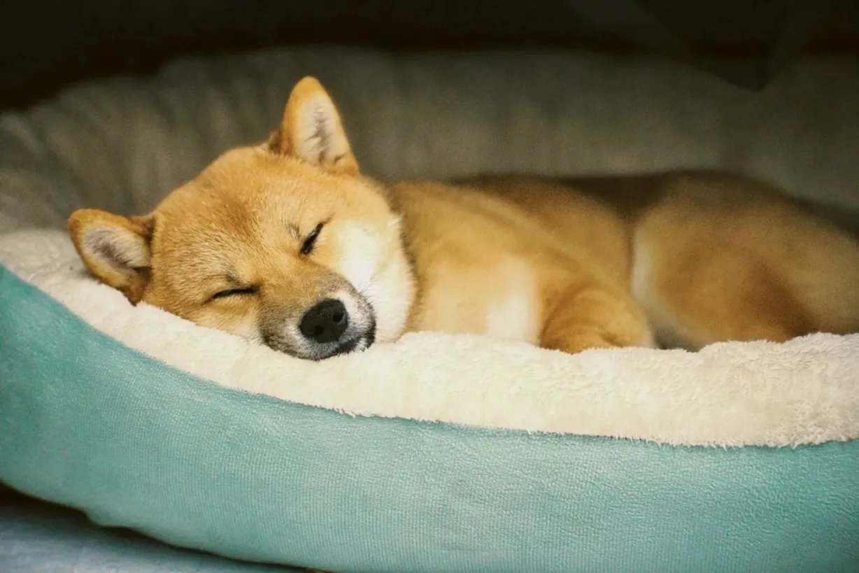 De beste orthopedische hondenmand 2026: Onze ervaringen en de wetenschap