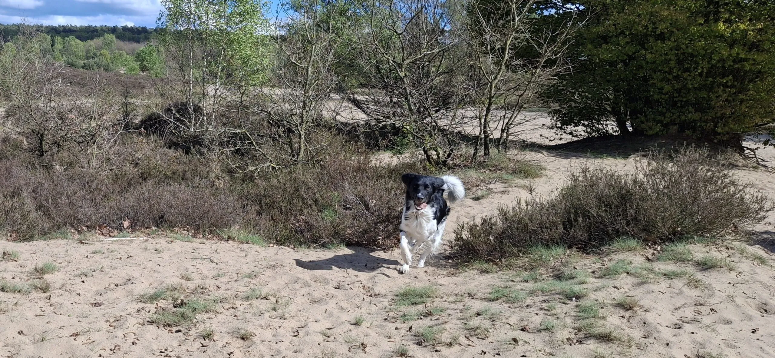 jelle los in losloopgebied veluwe 1 scaled Is een losloopgebied nog wel veilig met de komst van de wolf? Zo bescherm je jouw hond!