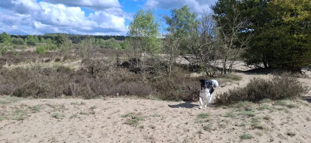 Hond rent vrij over zandvlakte in losloopgebied Rozendaalseveld.
