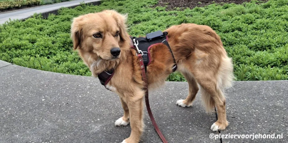 Rescuehond Kyra met een roodbruin anti-ontsnappingstuig